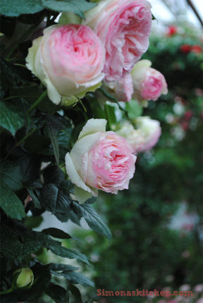 Rosa Rosae - A Day among ROSES!
