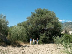 Olio extravergine di oliva monocultivar Spezzanese 2009 Arcaverde