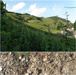 I riesling di Jos. Christoffel Jr. in doppia Verticale: 7 annate di Wurzgarten e 15 di Pralat