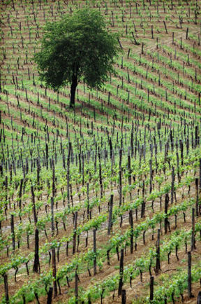 Nibiô, il vino di Gavi e Tassarolo