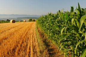 Forum Internazionale dell’Agricoltura e dell’Alimentazione 2013