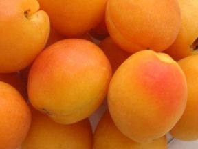 Ricette Marmellata - Marmellata di albicocche alla vaniglia