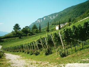 Settimo Simposio internazionale del Gewürztraminer: vengo anch’io? No, tu no…