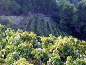 Sciakk un ottimo rosato, a dispetto dei custodi dell’ortodossia del Dolceacqua