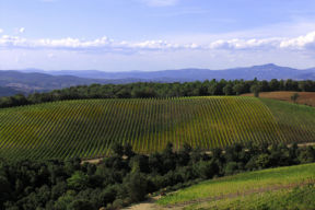 Un vino per Natale? Morellino di Scansano DOCG