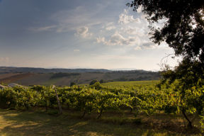 L’eccellenza dei vini delle Marche