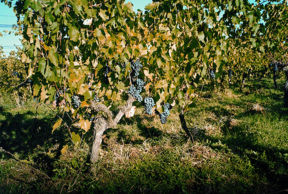 Vini e vitigni autoctoni della Toscana, il Ciliegiolo