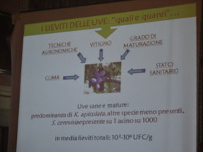 Convegno Biodinamica Cerreto Guidi | Lisa Granchi e la Fermentazione vinaria spontanea: quali lieviti costruiscono il terroir?