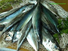 Filetti di sgombro ai peperoni