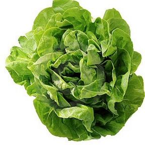 Lattuga