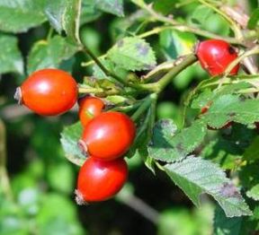 Rosa canina