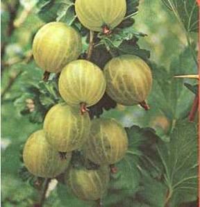 Uva Ursina