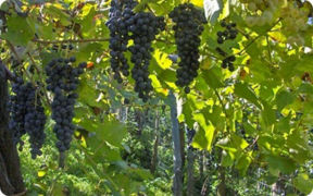 Vini e vitigni d’Italia: lo Sciascinoso vitigno rosso molto presente in Campania