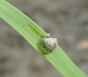 Il pasto del curculionide.