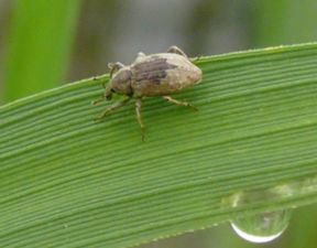 Lissorhoptrus Oryzophilus, il punteruolo acquatico del riso.