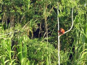 Greenpeace: la Banca Mondiale cancella il prestito agli allevatori che deforestano l’Amazzonia