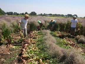 Sicurezza alimentare ed agricoltura biologica: un binomio impossibile?