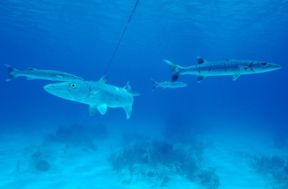 A Portofino come ai Tropici in compagnia dei Barracuda