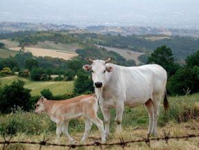 Salvate dall'estinzione cinque antiche razze di bovini italiani