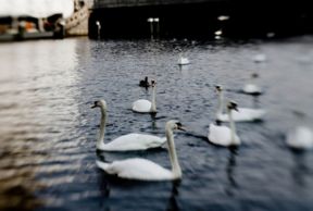 Il trasloco invernale dei cigni del lago Alster