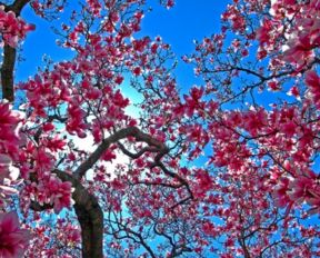 Fioriture premature a causa dell'aumento della temperatura