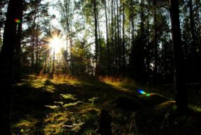 L'Europa tuteli le sue foreste boreali