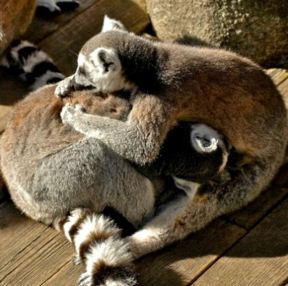 I lemuri del Madagascar rischiano l'estinzione per colpa della crudeltà umana