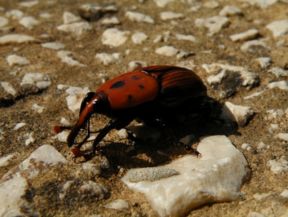 7 sostanze chimiche per combattere il Punteruolo Rosso che distrugge le palme