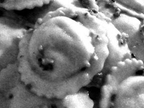 Appunti Diviàggio: Oca Ciuca a Vigevano