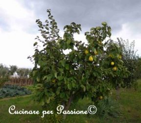 E’ da quando all’azienda agricola “Sana Frux ” di Montedinove la scorsa domenica me le sono trovate davanti che mi frulla nella testa l’idea e finalmente stasera bolle in pentola “l’insolita cotognata”…