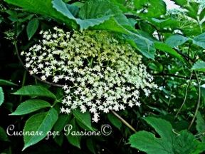 La Primavera è la stagione dei fiori, mi piacciono talmente tanto che li cucino…