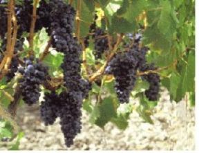 Nero d’Avola: Principe dei vini siciliani