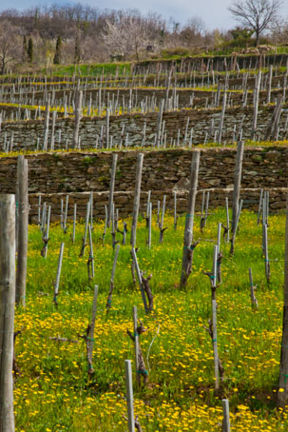 Fattoria di Lamole Le Stinche (finalmente) al God Save The Wine Bacco Natale del 15 Dicembre