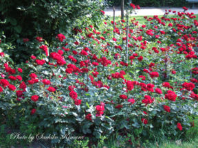 誰にも教えたくない私のフランス＠その1