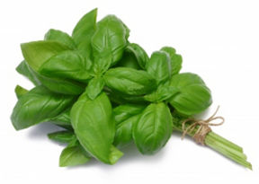 Basilico