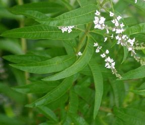 Erba Luigia