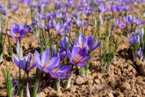 Lo zafferano: una spezia preziosa da utilizzare in cucina