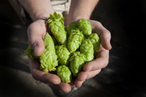 Birra artigianale vs industriale: le principali differenze