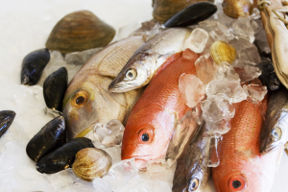 Dal totano alla vongola: tutto il Pesce di Stagione a Luglio