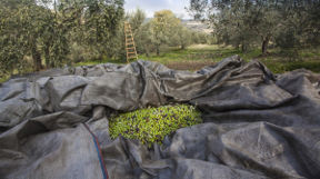 Scandalo dell’Extravergine: perché l’Olio Italiano è “incline al suicidio”?