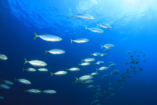 Pesca Illegale: effetti e conseguenze sull’Economia e l’Ambiente