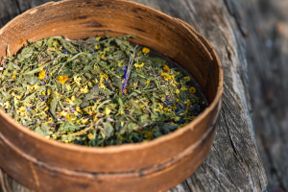 A caccia dell’ingrediente segreto nei boschi con il Foraging