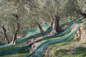Olive liguri: i segreti della produzione e le ricette della tradizione