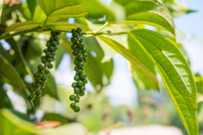 Il pepe fa male? Intervista alla nutrizionista