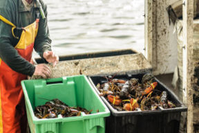 Aragoste bollite vive: stop in Svizzera, e in Italia?