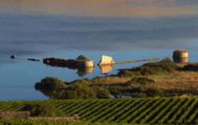 Sicilia En Primeur 2013. I vini bianchi delle annate 2010/11/12