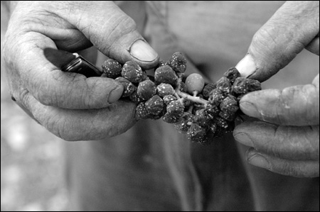 Vini a Roma, un successone naturale