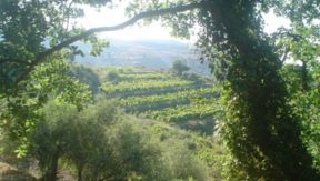 Sicilia da bere | Bonavita, l’altra faccia di Faro