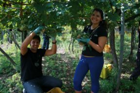 Boscotrecase, 21 ottobre. Festa della vendemmia e pranzo tra i vigneti sul Vesuvio con la famiglia Sorrentino