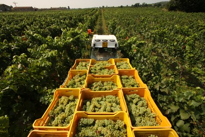 Rassegna fotografica Vendemmia 2009